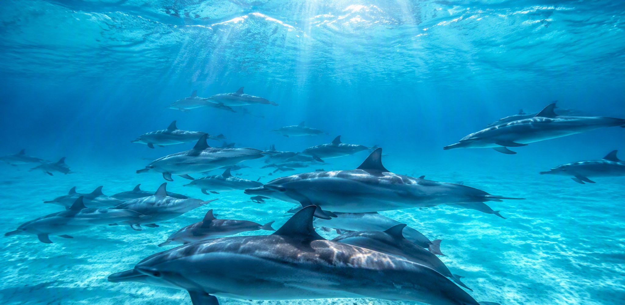 Sataya Dolphin House